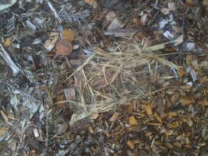 hairball
